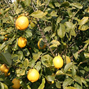 しまなみ特産品研究会