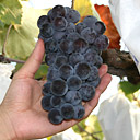 沼南特産品研究会